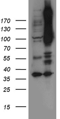 NFKBIE Antibody