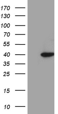 NFKBIE Antibody