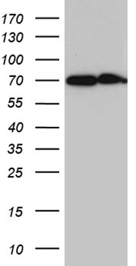 NFKBIE Antibody
