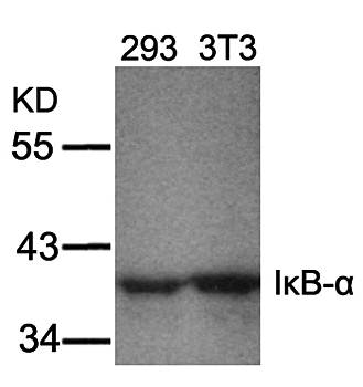 IκB-α (Ab-32/36) Antibody
