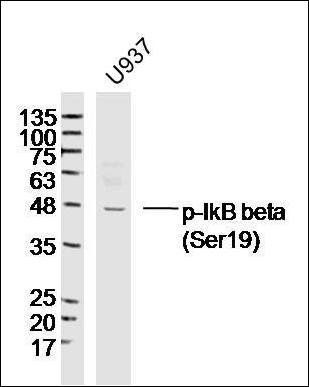 IkB beta (Phospho-Ser19) antibody