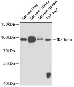 IKBKB antibody