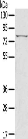IKBKE Antibody