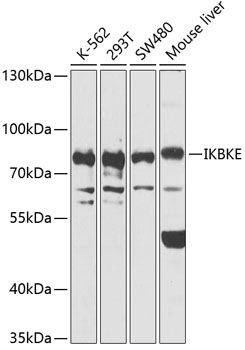IKBKE antibody