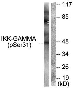 IKK-γ (Phospho-Ser31) Antibody