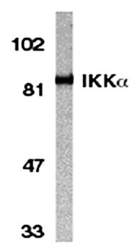 IKK alpha Antibody