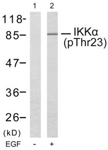 IKK α (Phospho-Thr23) Antibody