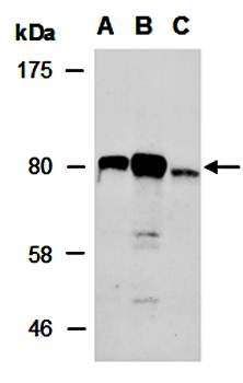 IKKA (C) Antibody, Rabbit Polyclonal