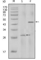 IL-2 Antibody