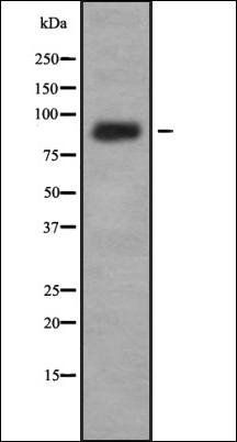 IL4R/CD124 Antibody
