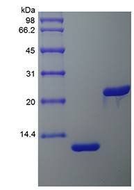 IL-5 protein