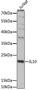 IL10 antibody