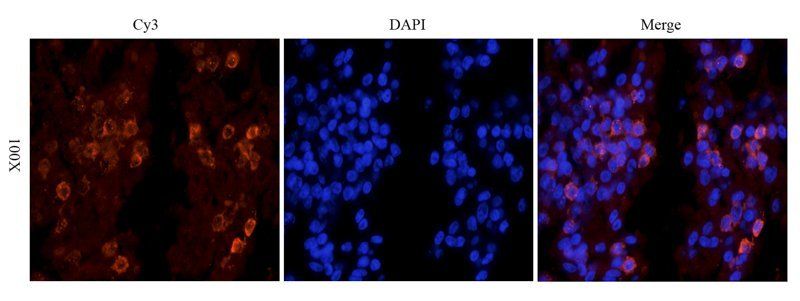 IL10 antibody