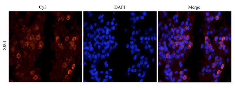 IL10 antibody