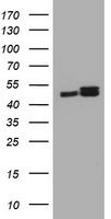 IL10RA Antibody