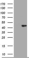 IL10RA Antibody