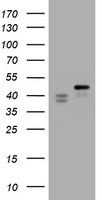 IL10RA Antibody