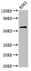 IL10RA antibody