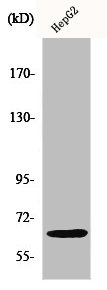 IL10RA Antibody