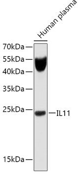 IL11 antibody