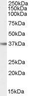 Goat anti-IL12B / IL12p40 Antibody