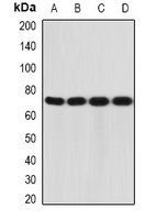 IL12RB1 antibody