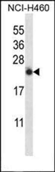 IL13 antibody
