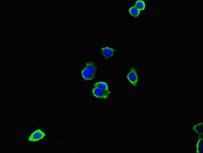 IL13 Antibody