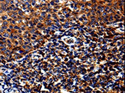 IL13RA1 Antibody