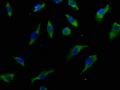 IL13RA1 Antibody