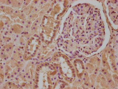 IL13RA1 Antibody