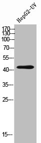 IL13RA2 antibody