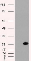 IL15RA Antibody