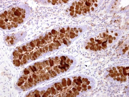 IL16 antibody [C3], C-term