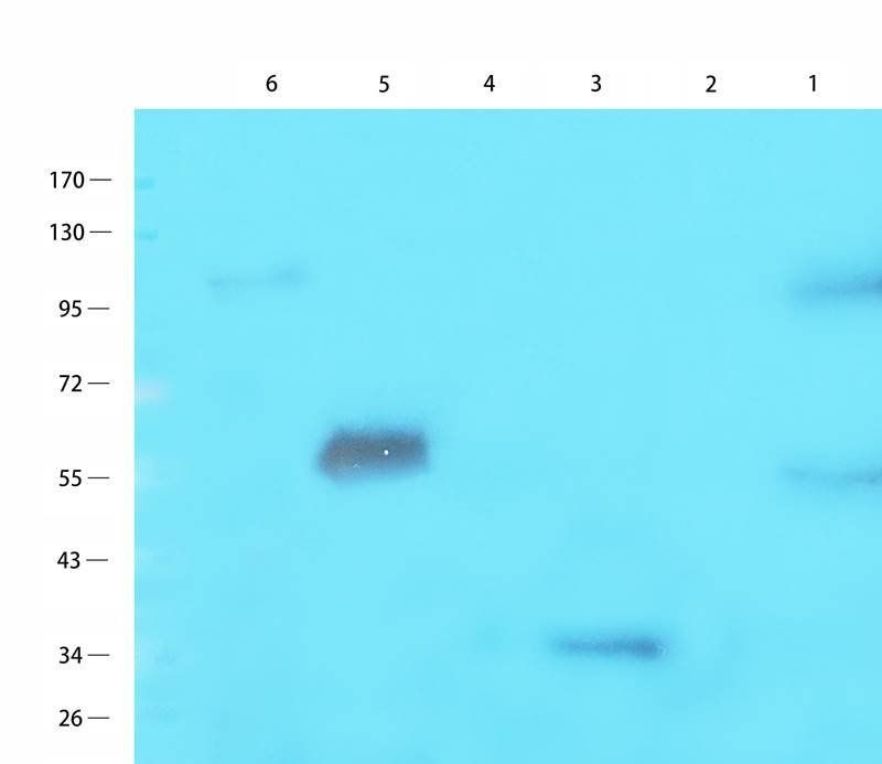 IL16 antibody