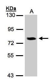 IL17 Receptor D antibody