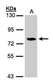 IL17 Receptor D antibody [N3C2], Internal