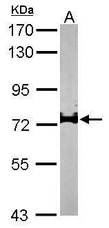IL17 Receptor D antibody