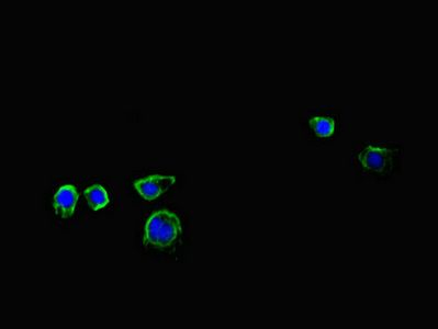 IL17A antibody