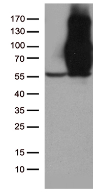 IL17B Antibody