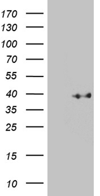 IL17B Antibody