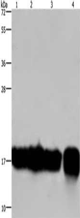 IL17C Antibody