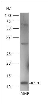 IL17E antibody (FITC)