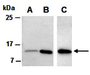 IL17F (C1) Antibody, Rabbit Polyclonal