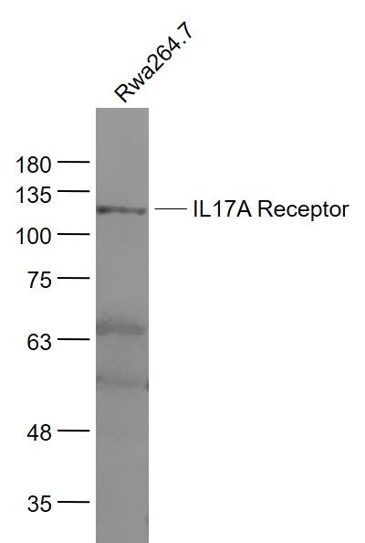 IL17R antibody
