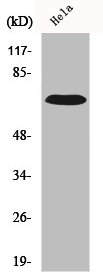 IL17RC antibody