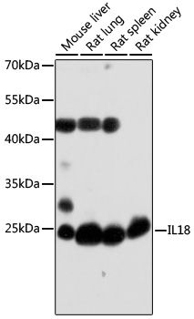 IL18 antibody