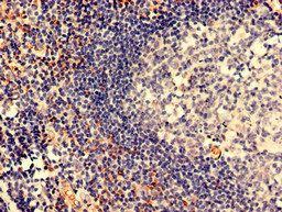 Il18bp Antibody
