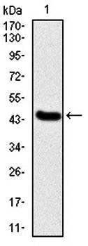 IL1B Antibody