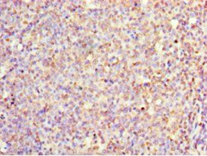 IL1F10 Antibody